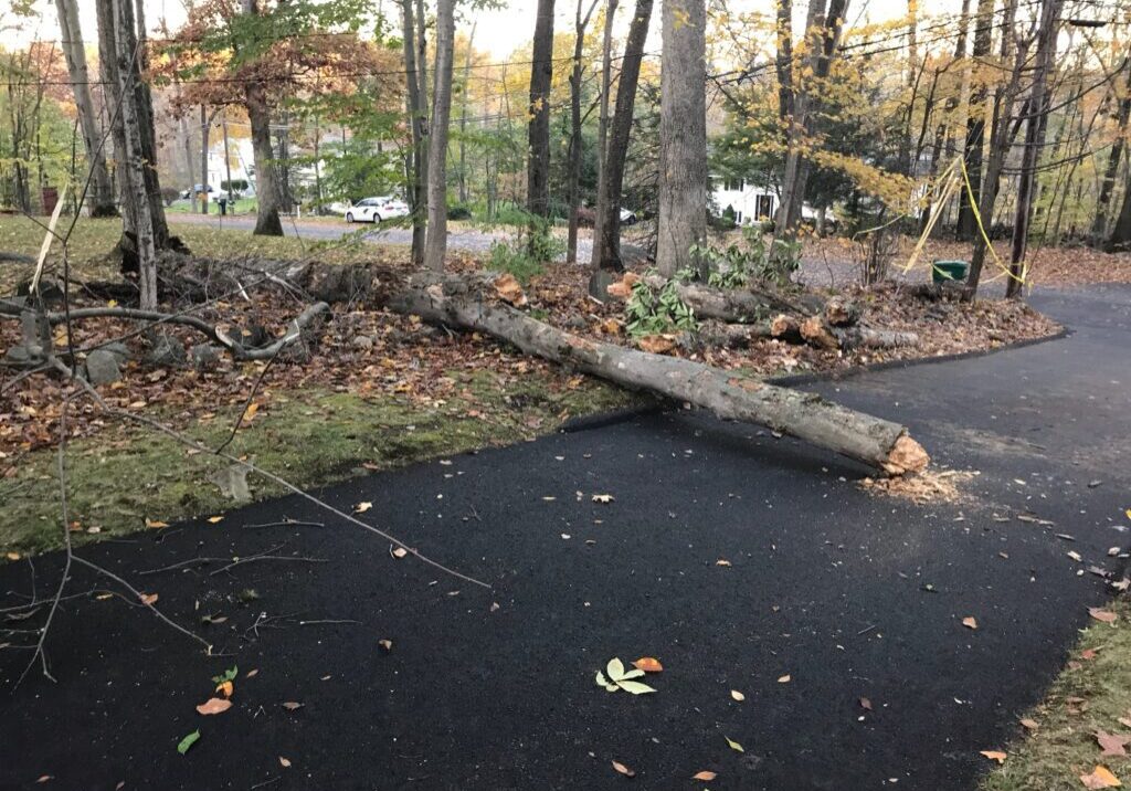 Fallen Tree