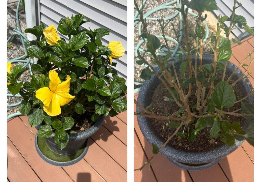 Deer Eating Plants